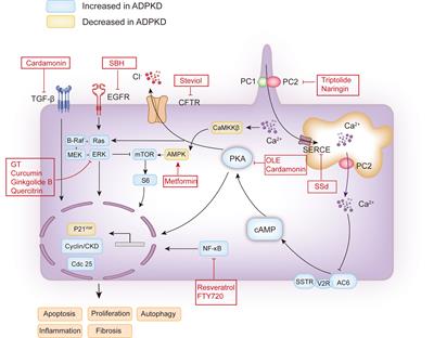 Plant-derived compounds for treating autosomal dominant polycystic kidney disease